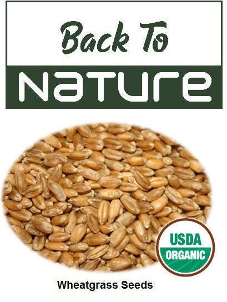 Wheatgrass Cat Grass Seeds Non-Gmo Heirloom Seeds Wheatgrass Seeds