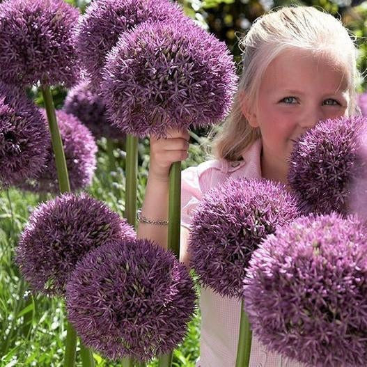 Garten Outdoor Riesen Allium Giganteum Schöne Blumensamen Bonsai Pflanzensamen