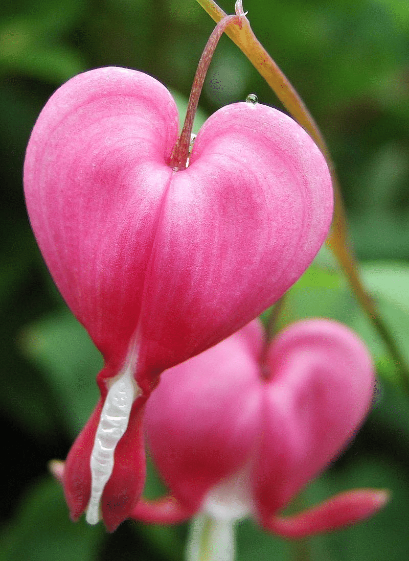 Lamprocapnos Spectabilis Flower Seeds