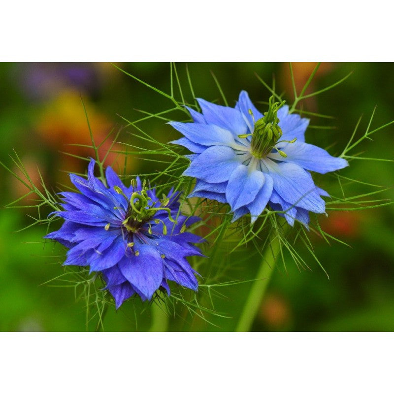 SCHWARZKÜMMEL 100 SAMEN