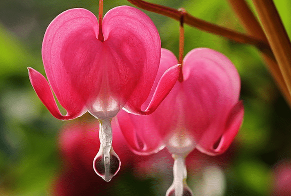 Lamprocapnos Spectabilis Flower Seeds