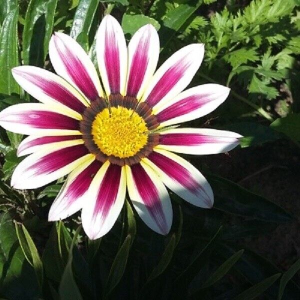 Afrikanische Gänseblümchen - Gazania-Samen