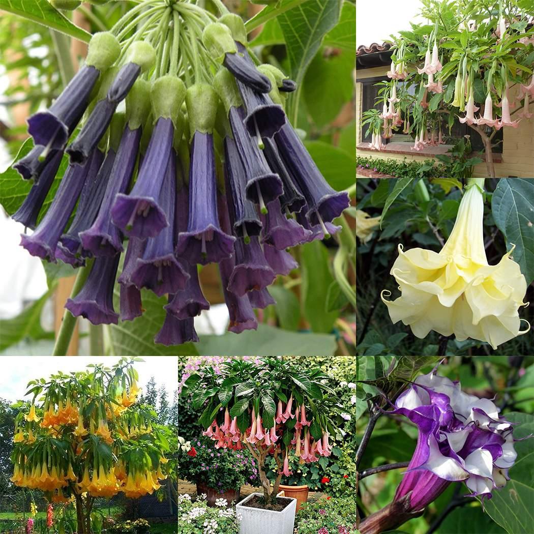 50 Stück/Beutel Datura Brugmansia Samen Topf Bonsai Trompeten Engel Blumensamen