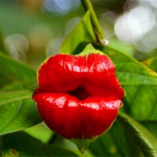 Psychotria Elata-Samen, Red Hot Lips-Blumensamen, 100 Stück/Packung