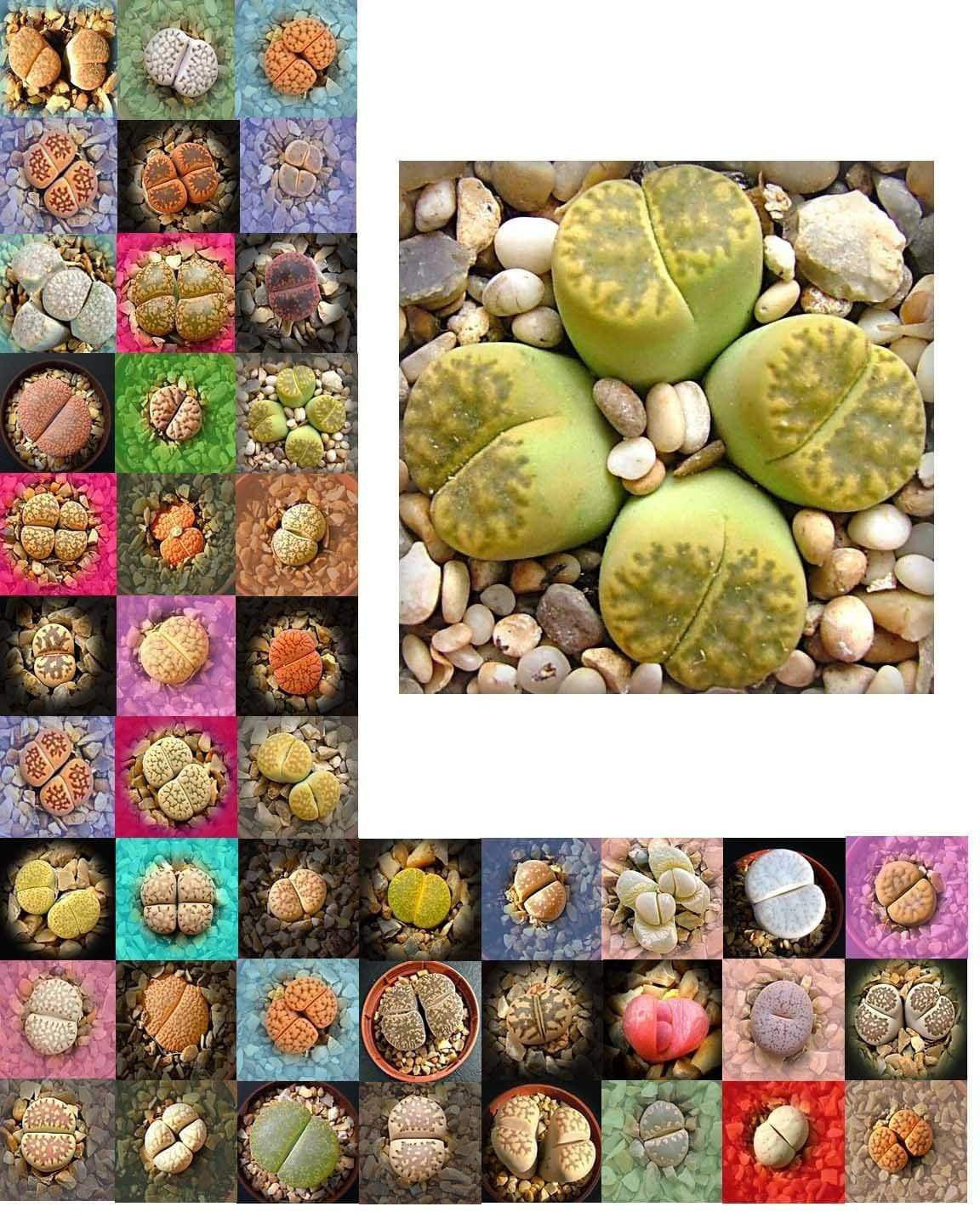 Living Stones Seed (Lithops-Artenmischung) – Der Anbau von Kakteen / SUKKULENT macht Spaß und ist lohnend! – Staude