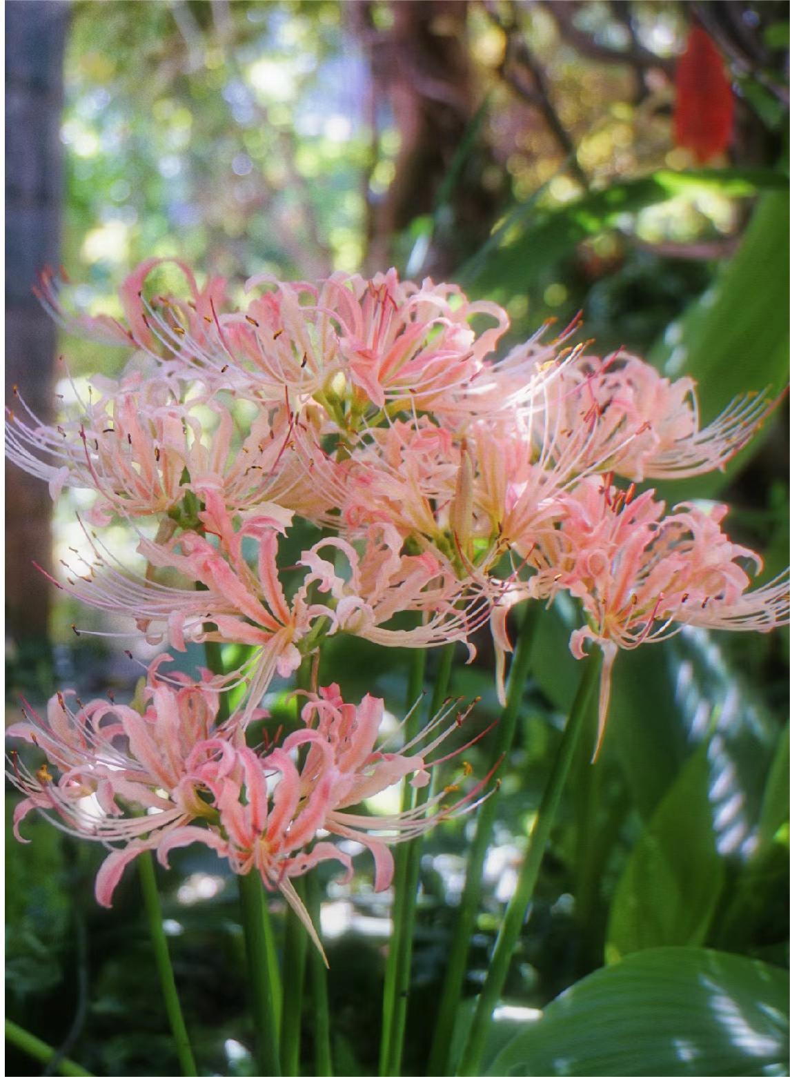 🌸Pink Spider Lily: Where Mystery Meets Beauty