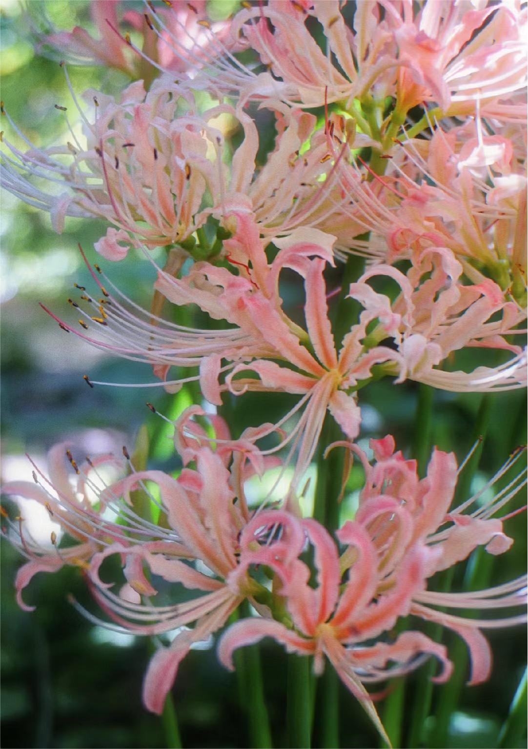🌸Pink Spider Lily: Where Mystery Meets Beauty