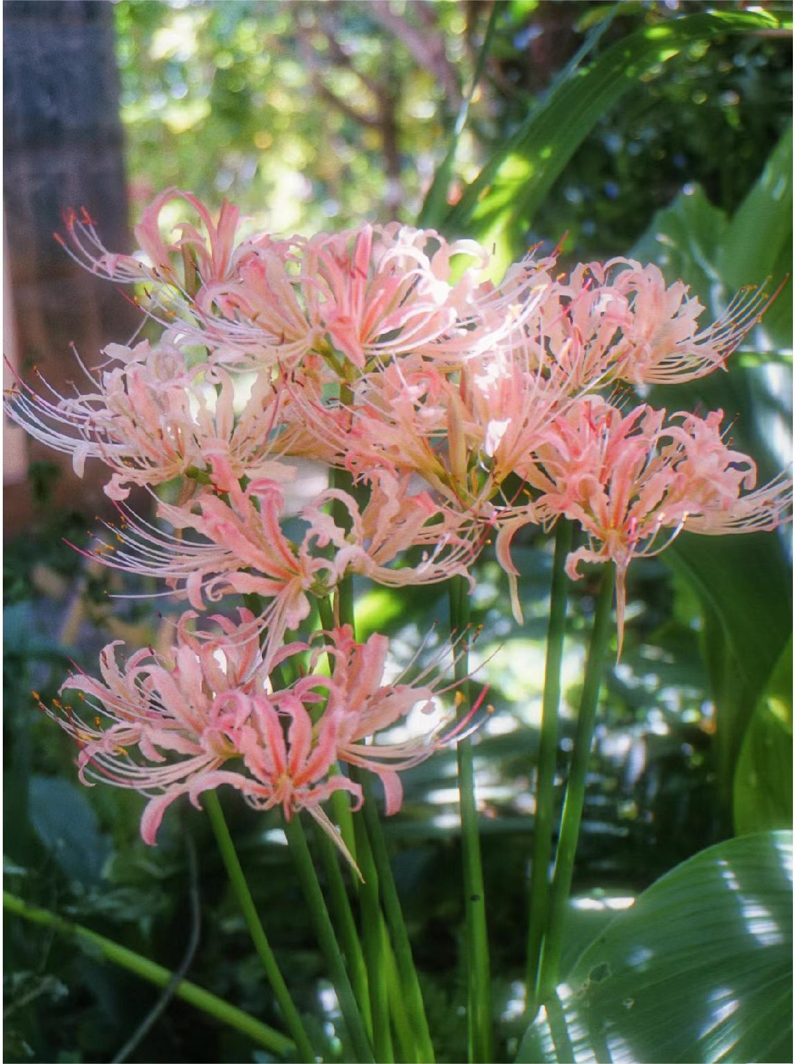🌸Pink Spider Lily: Where Mystery Meets Beauty