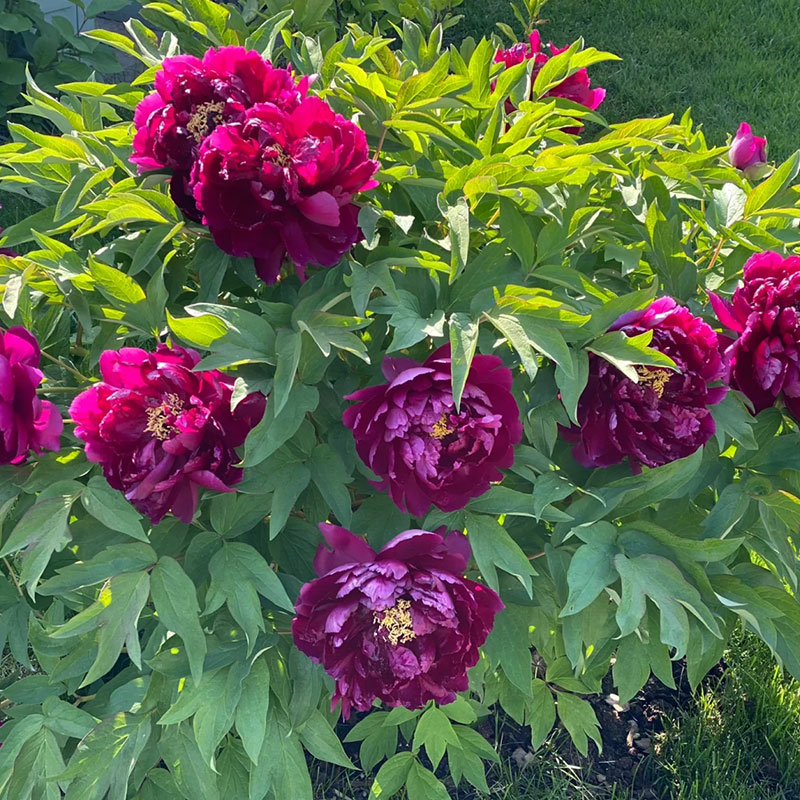 Beautiful Limited Edition Peony Flower Seeds