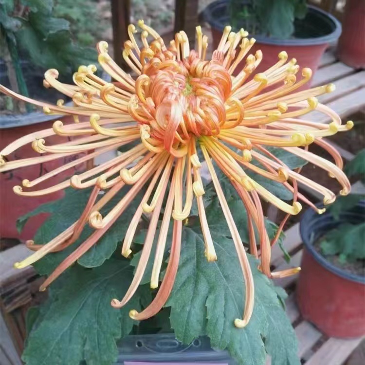 Beautiful Rare Golden Daisy🌻Easy