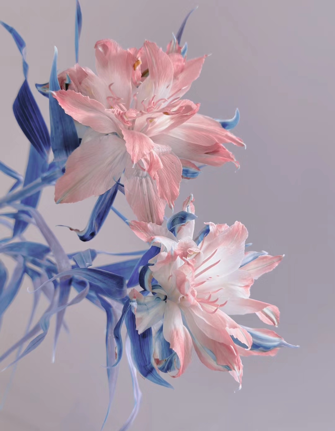 Japanese Double Alstroemeria
