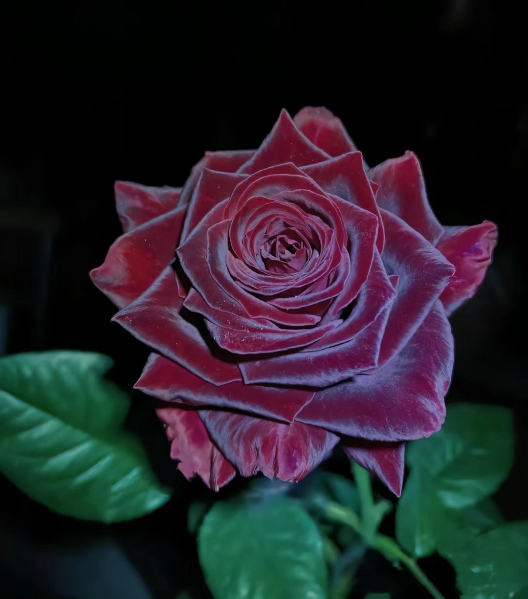 Black Baccara True Blood Hybrid Tea Rose Flower Seeds