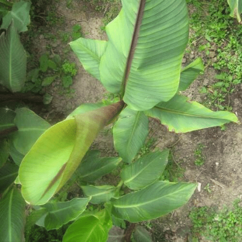 Musa itinerans Burmesische Blau-Blaue Banane – 10 Samen