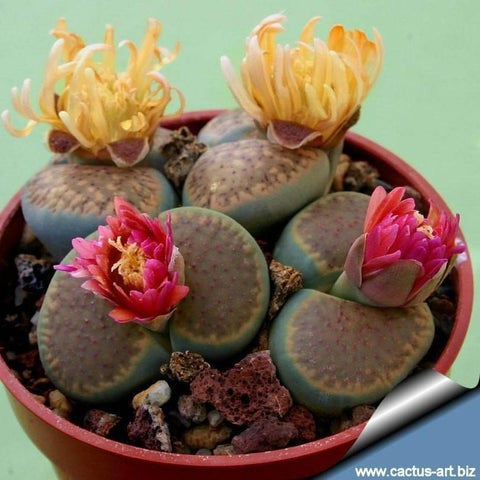 Living Stones Seed (Lithops-Artenmischung) – Der Anbau von Kakteen / SUKKULENT macht Spaß und ist lohnend! – Staude