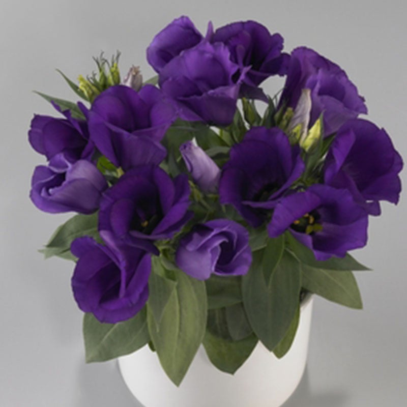 Mehrfarbige Eustoma-Samen