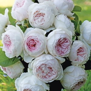 Earth Angel Floribunda-Rosensamen