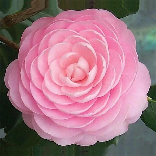 Samen der Camellia japonica