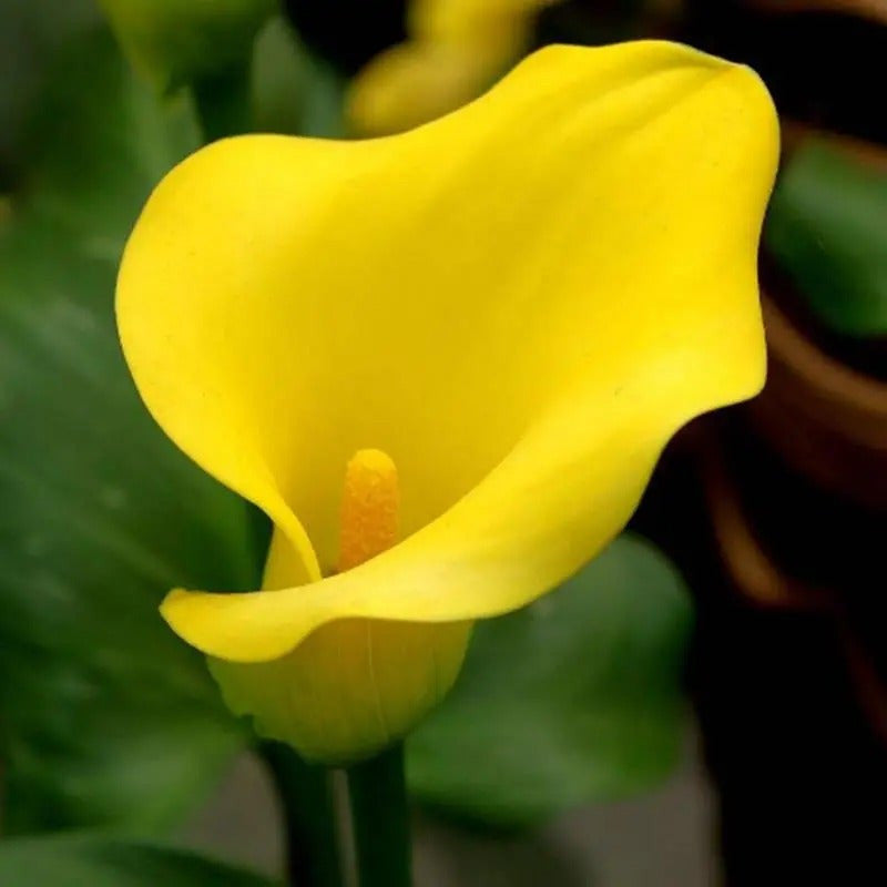 Egrow 50 Stück Calla-Liliensamen für den Garten, Balkon, im Topf, mehrjährige Blumensamen, Bonsai-Efeu-Blumen