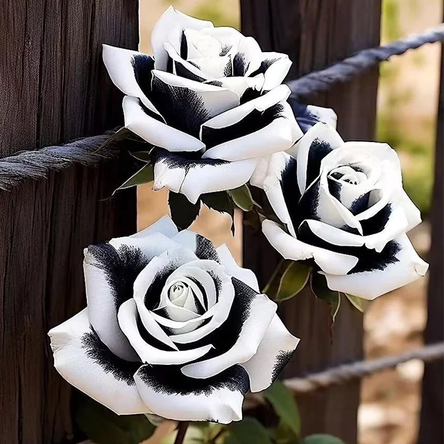 Rare Black & White Rose