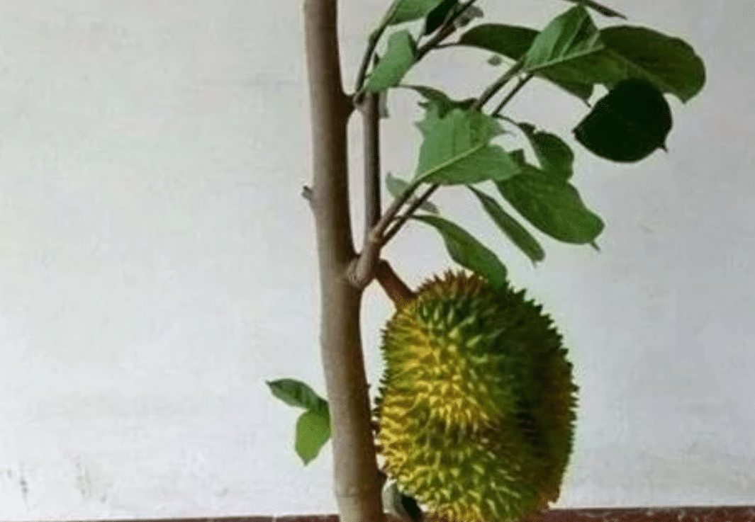Durian-Fruchtpflanzensamen