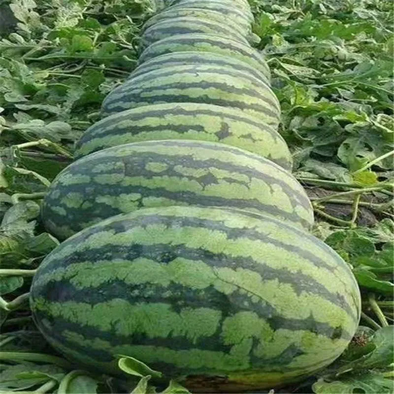 🍉WASSERMELONENKERNE FÜR FAULE