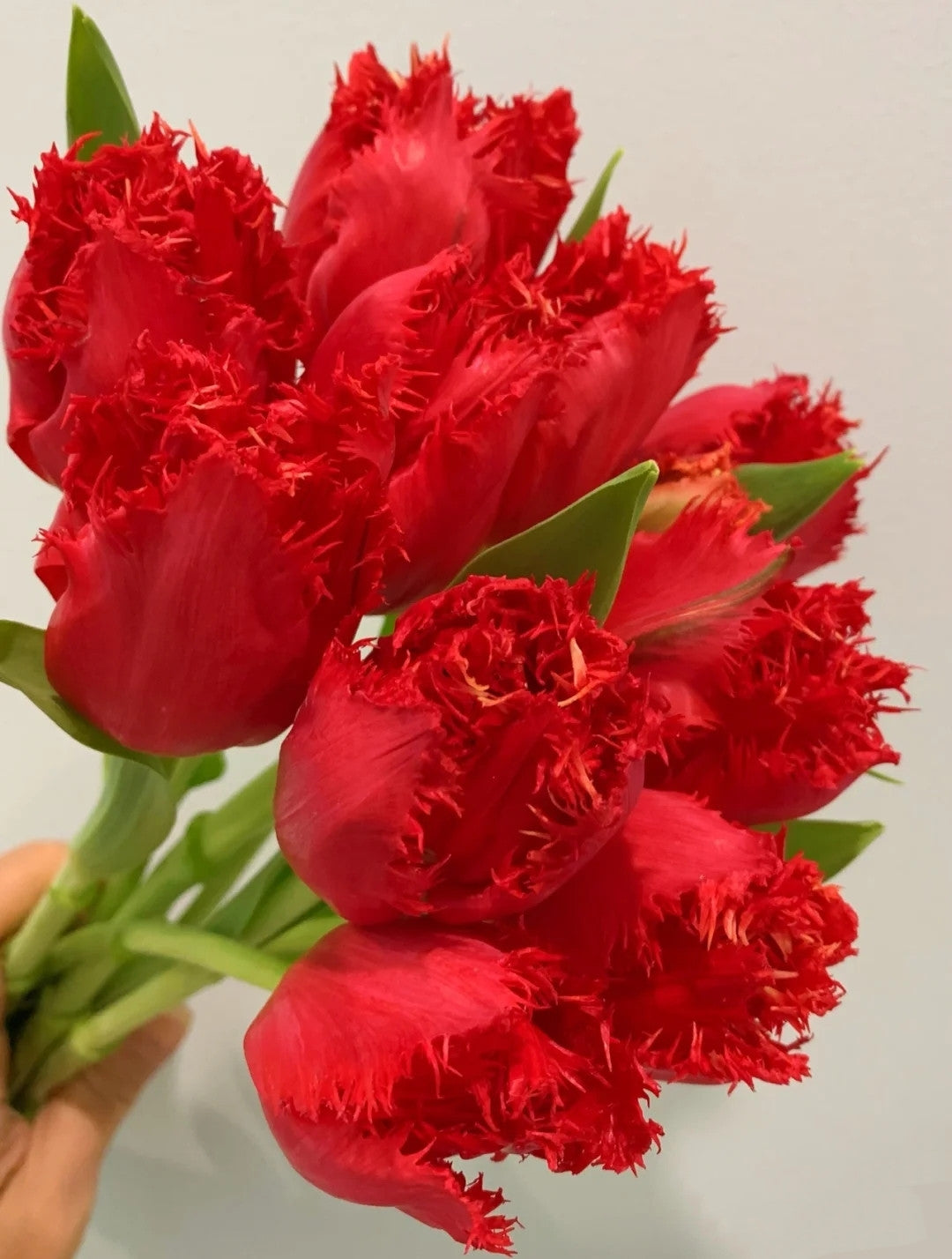 Blumensamen der errötenden Braut