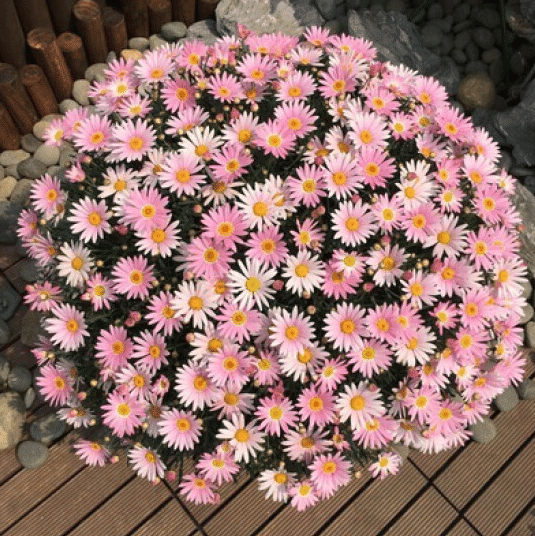 Gänseblümchen-Blumensamen-Topf-Gartenpflanze