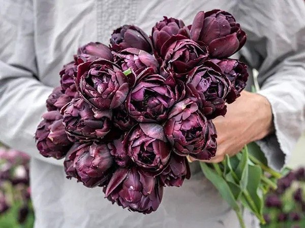 SCHWARZE HERO-TULPE 50 SAMEN