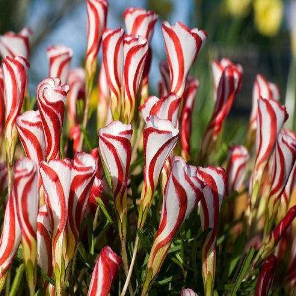 50 Stück Zuckerstangen-Sauerampfer-Oxalis-Versicolor-Samen, Gartenblumen