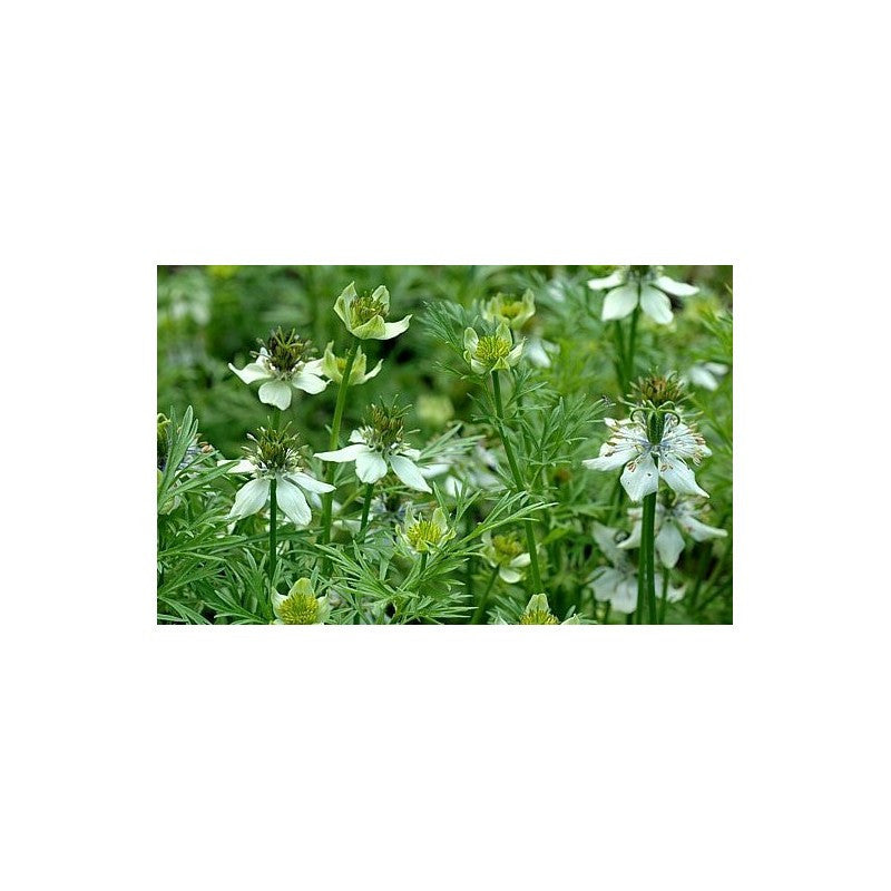 SCHWARZKÜMMEL 100 SAMEN