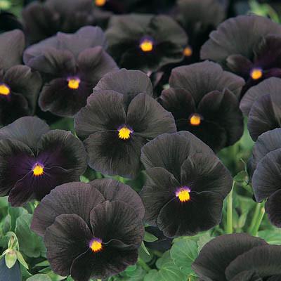 100Pcs Pansy Giant Fancy Mix Seeds