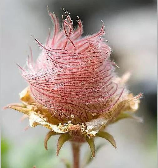 Dreiblütige Malve, Prairie Smoke 50 Samen