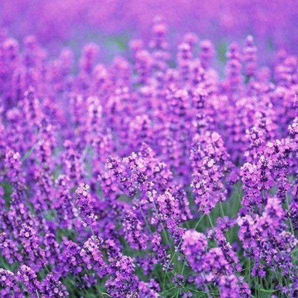 200 Stück Provence-Lavendel-Samen, duftende Bio-Blumensamen, Hausgarten-Bonsai-Pflanze
