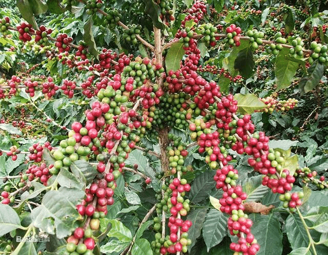 Arabica-Kaffeebohnensamen