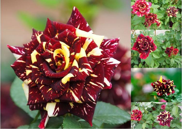 20 Stück/Beutel Meteorschauer Rose