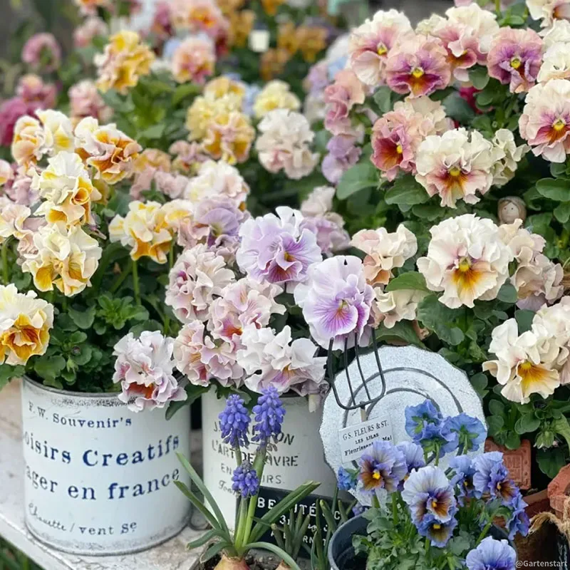 Befristetes Angebot: 56 % Rabatt🚨Gemischte Stiefmütterchensamen