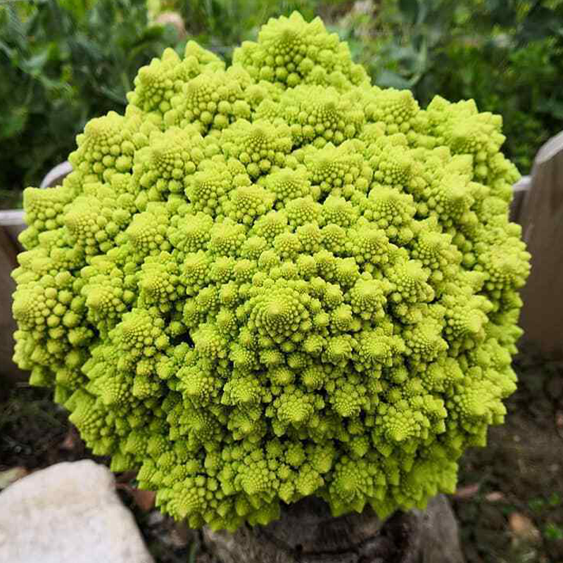 Heirloom Cauliflower - Broccoli ''Romanesco Precoce'' ~50/100 Seeds