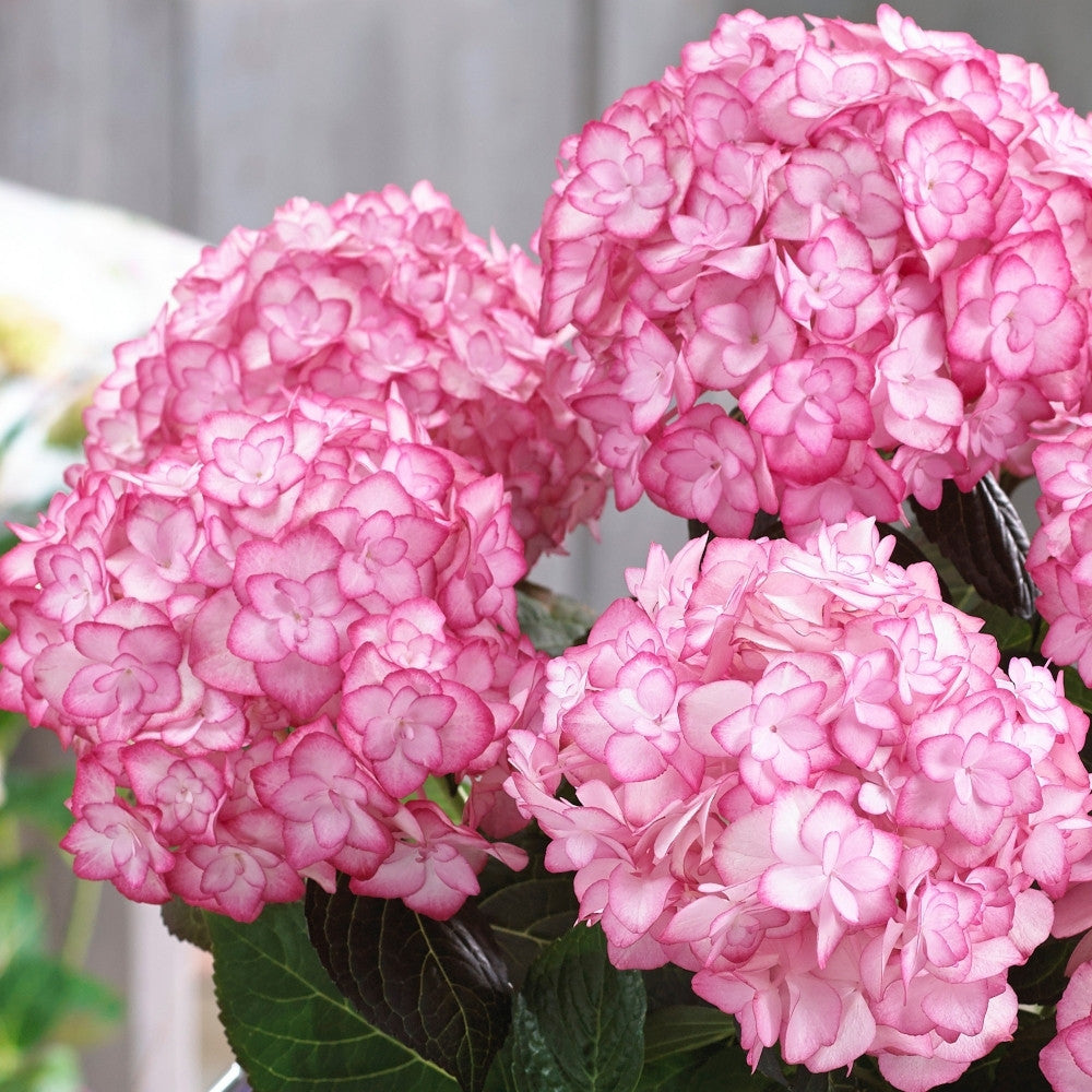 Freilandhortensie 'Miss Saori Purple' 50 Samen
