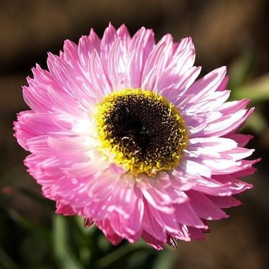 GÄNSEBLÜMCHENSAMEN (PAPIER) – RIESIGE BLUMENMISCHUNG