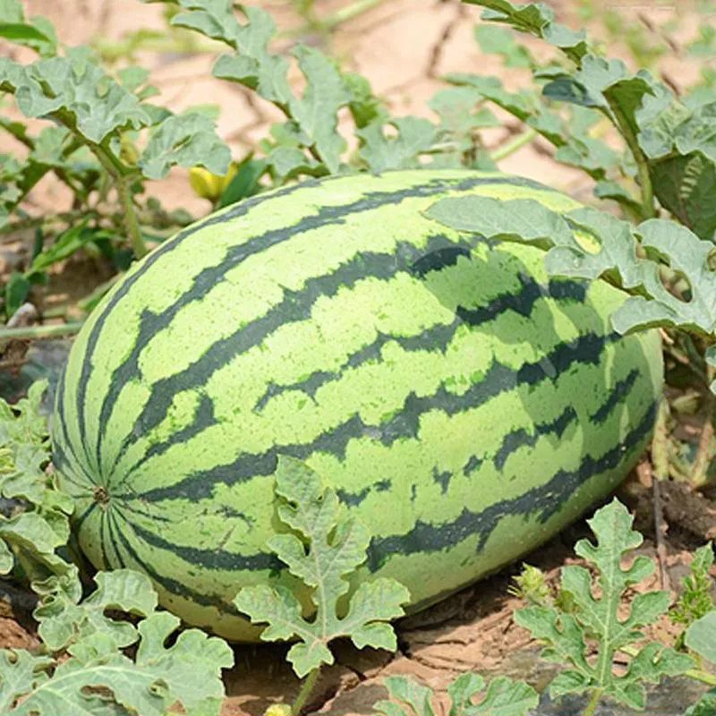 🍉WASSERMELONENKERNE FÜR FAULE