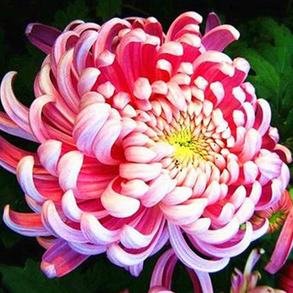 Süße rosa Helichrysum-Strohblumensamen