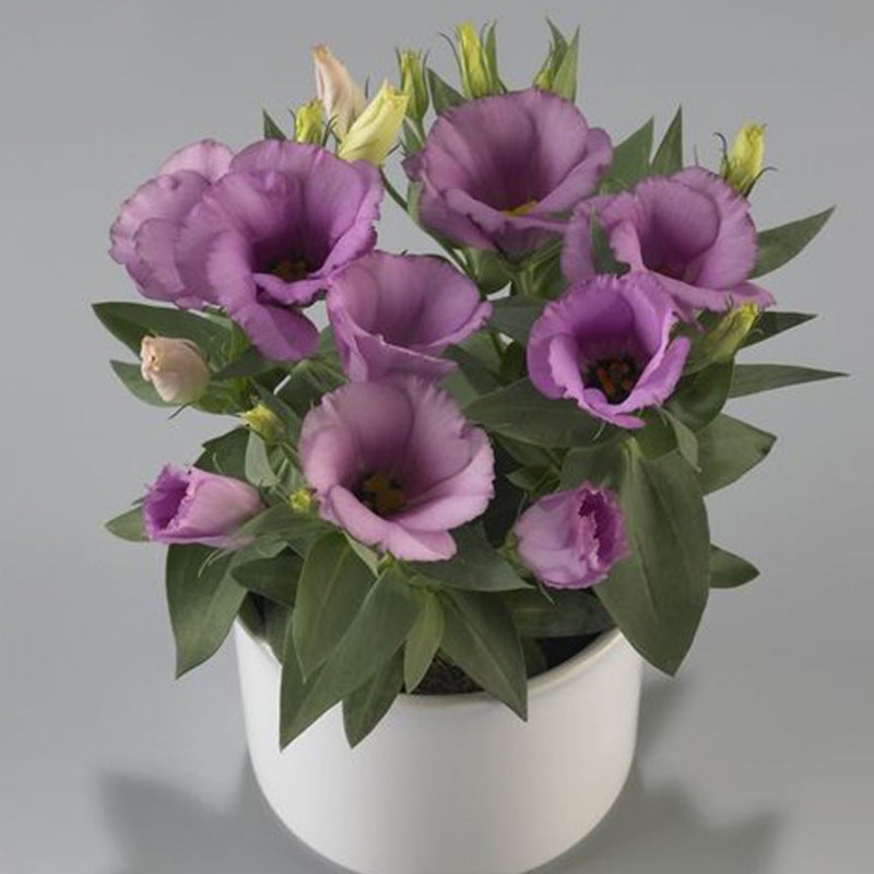 Mehrfarbige Eustoma-Samen