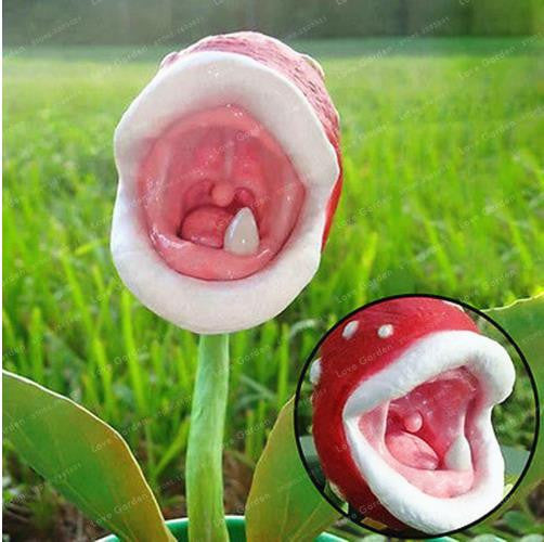 Insektenfang-Sukkulenten-Zauberin, fleischfressende Schreibtisch-Topf-Bonsai-Samen, Slurperon-Blumen, Garten, 200 Stück