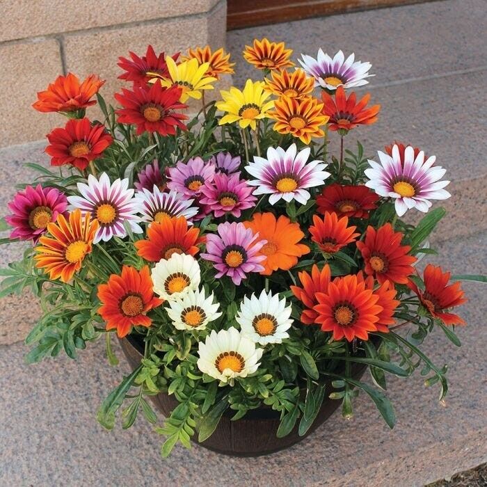 Afrikanische Gänseblümchen - Gazania-Samen