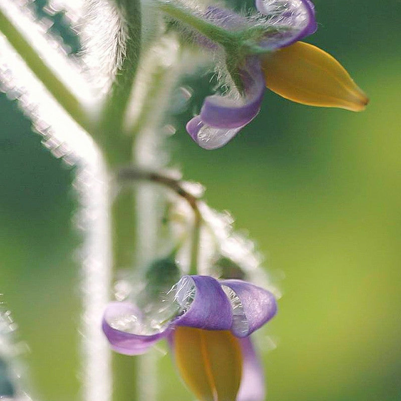 Seltene exotische Nippelfruchtsamen