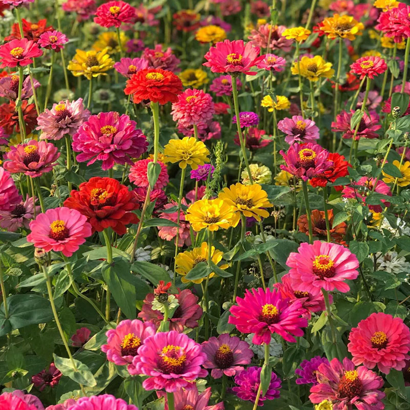 Mixed Double Zinnia Flowers Seeds