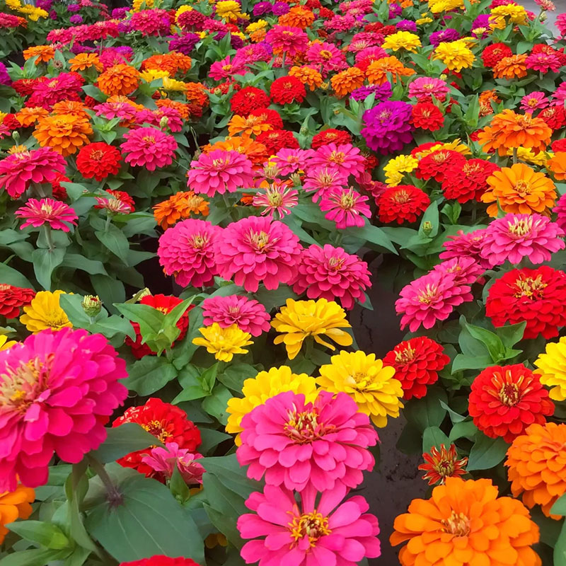Mixed Double Zinnia Flowers Seeds