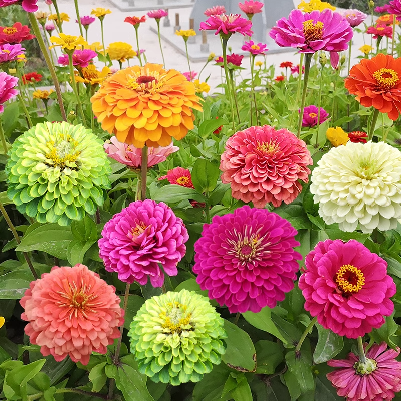 Mixed Double Zinnia Flowers Seeds