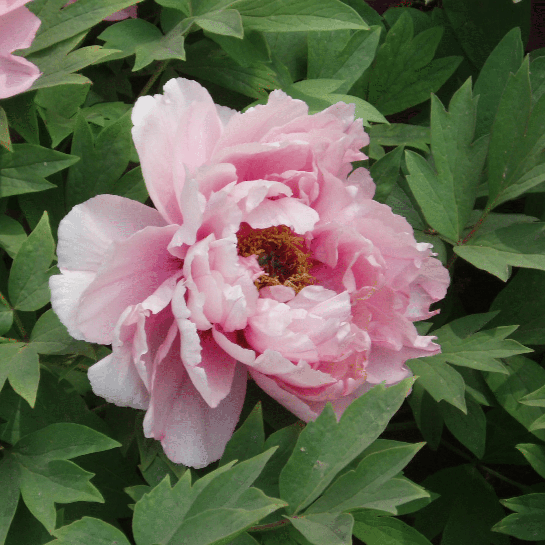10 Stücke Chinesische Pfingstrose Blumensamen Mehrjährige Paeonia Suffruticosa Bonsai Pflanzen Hausgarten