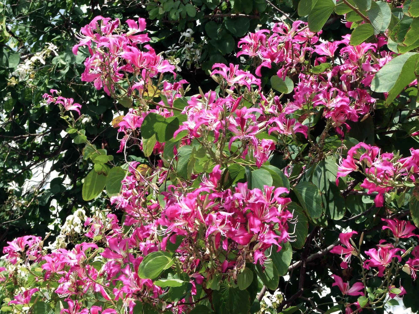 Bauhinia Purpurea, Lila Orchideenbaum – 20 Stück Samen